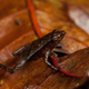 Illustration for article titled Three ultra-tiny, mysterious lost frogs discovered
